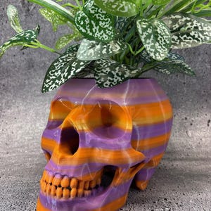 Può includere: Un vaso a forma di teschio decorativo con strisce orizzontali arancioni e viola. Il vaso contiene una pianta verde con foglie macchiate di bianco. Il teschio presenta denti e orbite dettagliate.