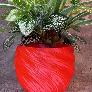 May include: A red, swirl-shaped planter with a green and white leafy plant inside.