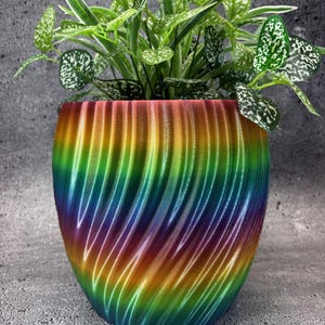 May include: A vibrant, rainbow-colored planter with a spiral design, holding a lush green plant with white-speckled leaves. The planter's colors transition from red to yellow, green, and blue. The pot is approximately 6 inches tall.
