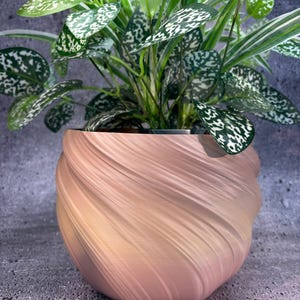 Pode incluir: Um vaso de cerâmica rosa e pêssego, com design em espiral, segurando uma planta verde com folhas salpicadas de branco. O vaso tem uma superfície texturizada e estriada, sobre um fundo cinza.