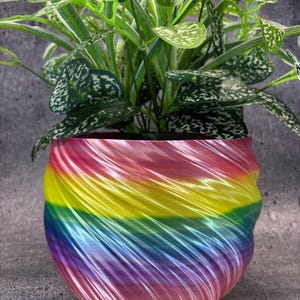 May include: A vibrant, rainbow-colored planter with a swirling design, holding a lush green plant with speckled leaves. The planter's colors transition smoothly, creating a visually appealing contrast with the plant's foliage. The pot is approximately 6 inches in height.