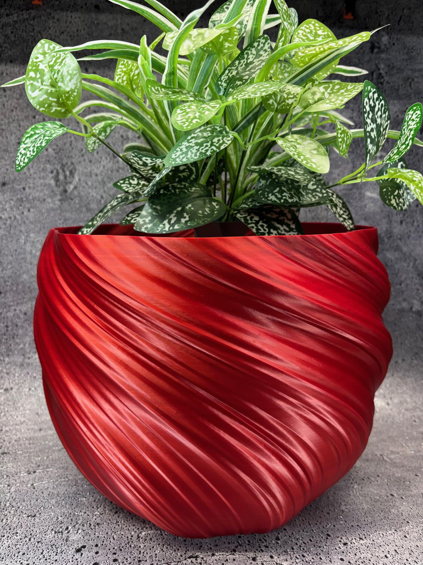 jade plant red leaves Crassula ovata 