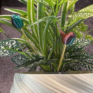 May include: A close-up of a potted plant with green and white leaves. Two decorative bird-shaped plant stakes are inserted into the soil. One bird is teal, and the other is red and purple. The pot is white with a textured design.