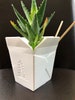 Large White Takeout Box Planter V2 for Plants of all kinds (White color) - 5' Wide by 5' Tall (Overall height and width) 