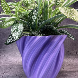May include: A vibrant purple plant pot with a distinct spiraling, twisted vertical texture. The pot contains a lush, leafy plant featuring variegated green and white foliage with speckled patterns, filling the top opening of the container.