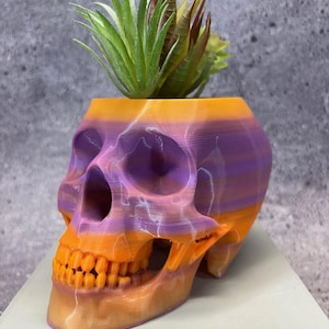 Medium Skull pot for Succulents, Cactus or any Plant (Halloween color) - 4.25"x6.5"; USA Store