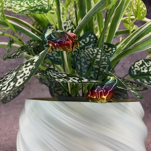 May include: A white, swirled ceramic planter holds a lush green plant with variegated leaves. Two small, colorful frog figurines with rainbow-like hues are perched on the leaves, adding a whimsical touch to the indoor decor.