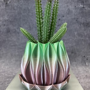Op de afbeelding: Een groene vetplant met meerdere rechtopstaande, stekelige stengels in een 3D-geprinte plantenpot. De pot heeft een verticale, bloembladachtige ribbelstructuur met een kleurverloop van een metallic roze basis naar een lichtgroene bovenkant.