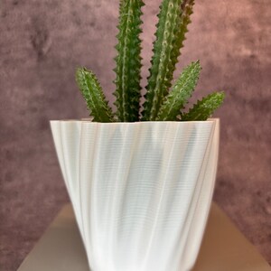Op de afbeelding: Een witte, golvende, keramische pot met een groene succulent. De plant heeft lange, dunne, stekelige bladeren.