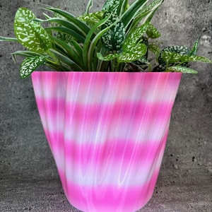 May include: A pink and white striped planter with a wavy design. A green plant with white spots is growing in the planter.