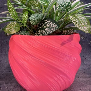 Puede incluir: Una maceta rosa vibrante con un diseño texturizado y arremolinado, que contiene una planta de interior con hojas verdes y blancas moteadas. La planta es una Hypoestes phyllostachya. La maceta es un recipiente decorativo.