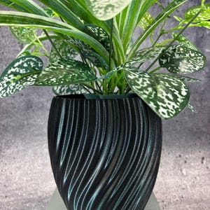 May include: A potted plant with green and white variegated leaves and speckled patterns. The plant is in a black, textured pot with a swirling design. The pot sits on a white surface.
