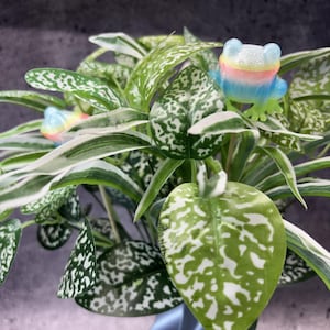 Könnte beinhalten: Nahaufnahme einer Topfpflanze mit grün-weiß gefleckten Blättern. Zwei kleine, farbenfrohe Froschfiguren sitzen zwischen den Blättern. Die Frösche haben regenbogenfarbene Körper und sind eine skurrile Ergänzung zur Pflanze.