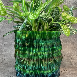 May include: A green and blue iridescent planter with a wavy, textured surface. A green plant with white speckles is growing in the planter.