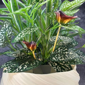 May include: A potted plant with green and white speckled leaves and two decorative bird figurines. The birds are brown and gold, perched on wooden sticks. The pot is white with a textured design.
