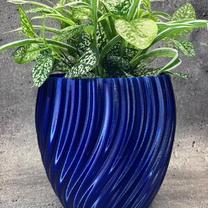 May include: A vibrant blue, spiral-textured planter pot filled with a lush green plant. The plant features speckled leaves and long, slender green and white striped leaves. The pot's design adds a modern touch to the plant's natural beauty, perfect for home decor.