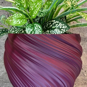 Könnte beinhalten: Zierpflanze in einem tiefvioletten, strukturierten Topf. Der Topf hat ein wirbelndes Design. Die Pflanze hat grüne Blätter mit weißen Flecken und Rändern. Die Pflanze ist eine Polka Dot Pflanze, auch bekannt als Hypoestes phyllostachya.