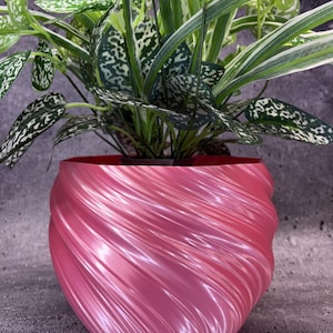 May include: A shiny, metallic pink planter with a distinct swirling, ribbed texture. The round, bulbous container holds a lush, green plant with variegated leaves featuring white and light green patterns, creating a vibrant contrast.