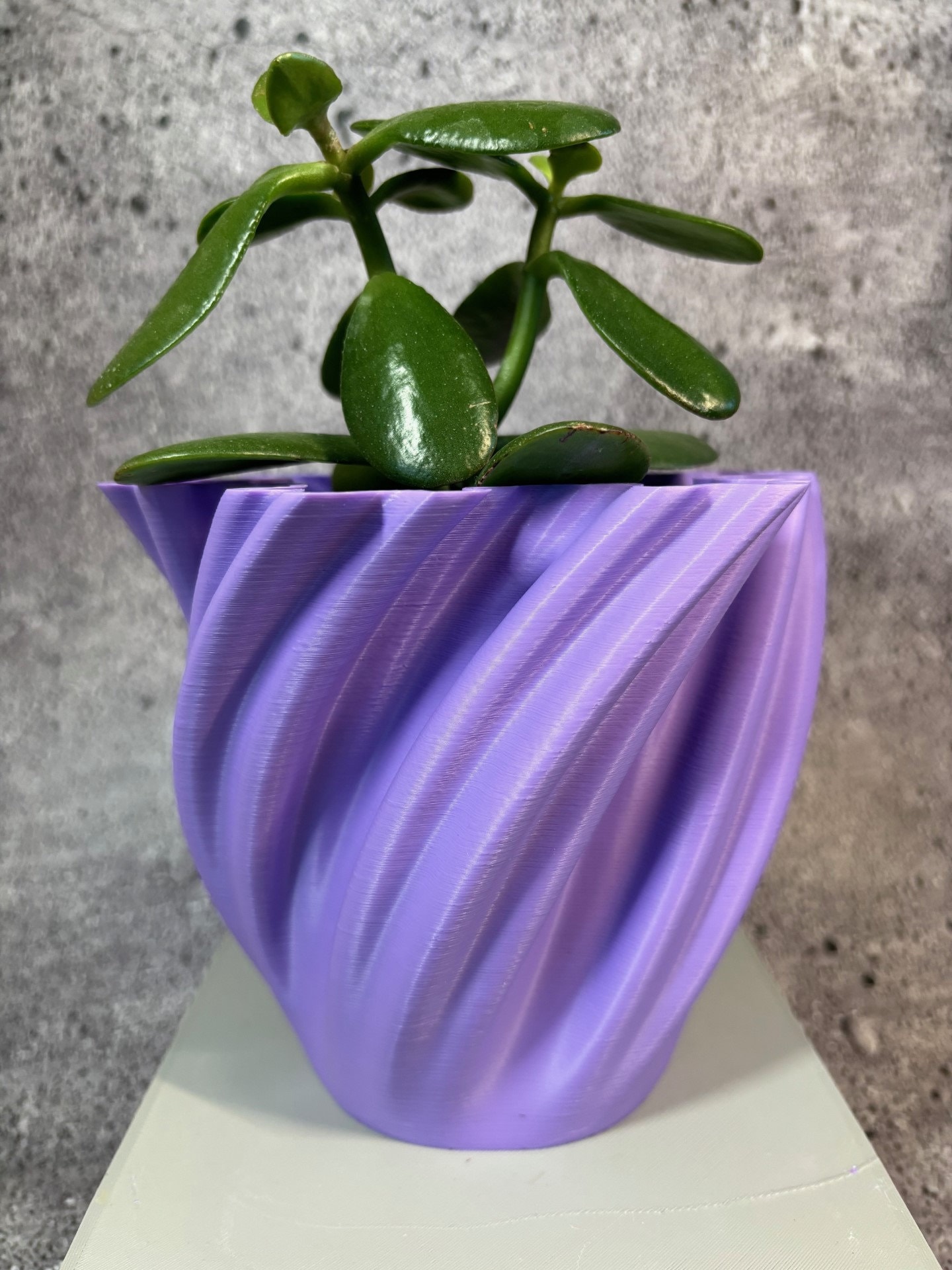 aglaonema bangkok dream Aglaonema Suvarnabhumi Variegated  Greenroom Planter