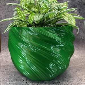 May include: A vibrant green, swirled-design planter filled with a lush green and white spotted plant. The glossy planter has a unique, textured surface. The plant's leaves have a speckled pattern, creating a striking contrast.