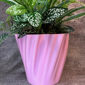 Può includere: Un vaso di ceramica rosa ondulato con una pianta verde con macchie bianche.