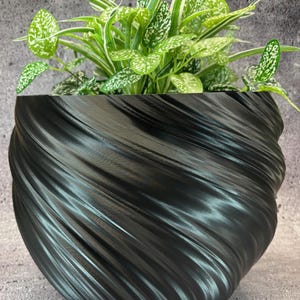 May include: A black, swirl-patterned ceramic planter with a green plant with white speckles growing inside.