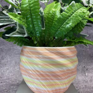 May include: A green leafy plant in a pink, yellow and white striped ceramic planter. The planter has a swirl design.