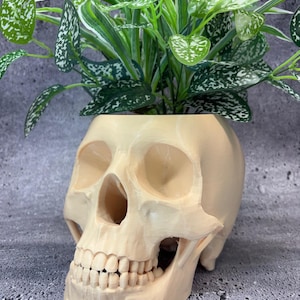 May include: A white ceramic skull planter with a green leafy plant growing out of the top.