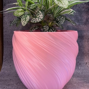 May include: A pink, textured, spiral-shaped planter pot holding a houseplant with green and white speckled leaves. The pot has a smooth, glossy finish and sits on a gray surface. The plant has long, slender leaves.