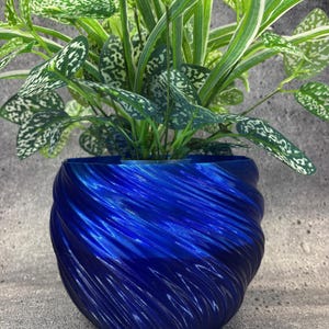 Puede incluir: Una vibrante maceta azul, con textura espiral, contiene una exuberante planta verde con hojas moteadas de blanco. El diseño de la maceta presenta un degradado de azul claro a oscuro, creando un contraste visualmente atractivo. Las hojas son largas y delgadas.