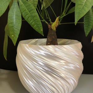 May include: A white, pearlescent, spiral-textured planter pot holding a small tree with large green leaves. The pot has a glossy finish and a unique, swirling design. The plant has a brown trunk and vibrant green foliage.