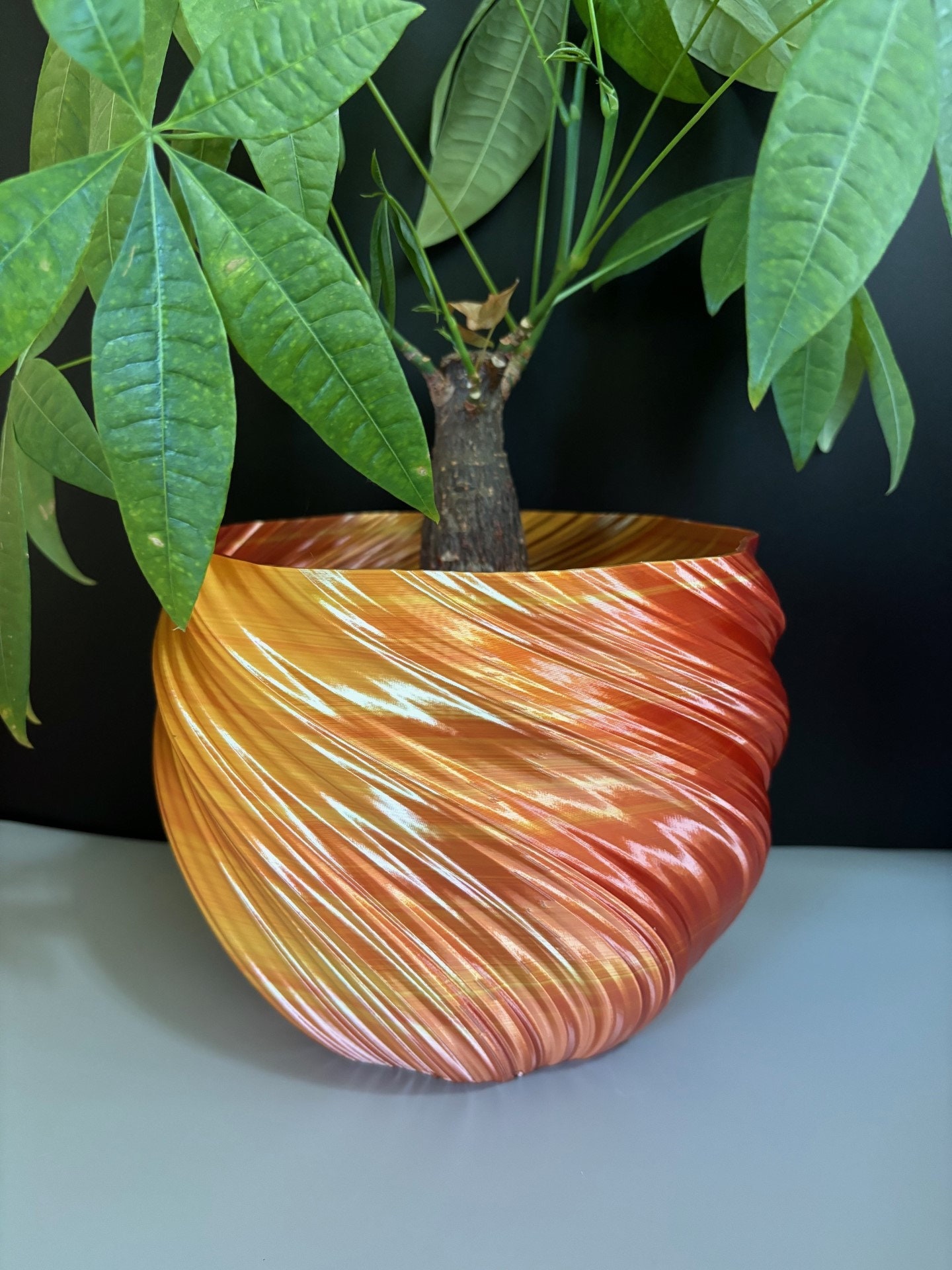 money tree large Large Money Trees  RXCrystals
