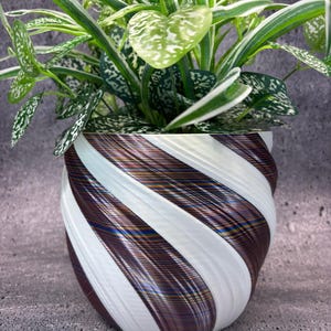May include: A houseplant with green and white speckled leaves in a decorative pot. The pot has a white and brown striped design. The pot is rounded and made of a glossy material. The plant pot is approximately 15 cm in diameter.