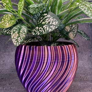 Puede incluir: Una maceta decorativa morada y rosa con un diseño en espiral, que contiene una planta verde y blanca moteada. La maceta tiene una superficie texturizada y acanalada. La planta tiene hojas grandes y manchadas.