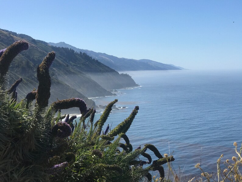May include: A scenic view of a coastline with a mountain range in the background. The foreground features a cluster of tall, slender plants with purple flowers.