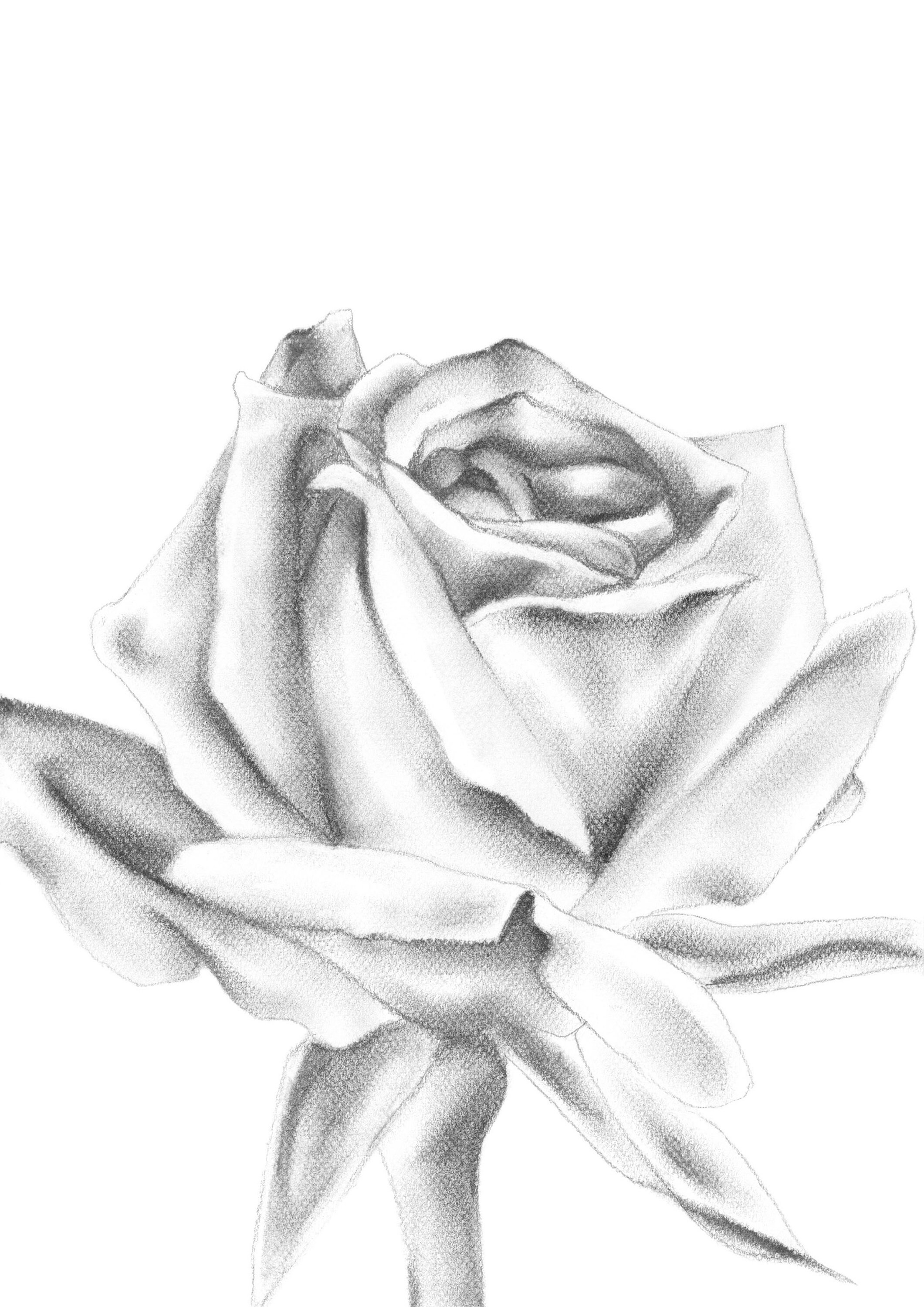 Art print charcoal illustration drawing rose print giclee Etsy