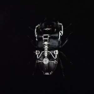 Puede incluir: Un escarabajo negro con detalles metálicos plateados y un pequeño objeto redondo transparente en el centro de su cuerpo.