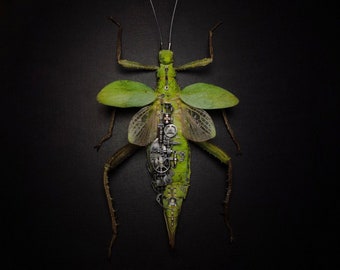 May include: A green stick insect with intricate metal gears and cogs incorporated into its body. The insect has delicate wings and long, spindly legs.