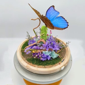 Puede incluir: Una mariposa morpho azul preservada en una cúpula de vidrio con una base de madera. La cúpula está llena de flores secas y vegetación, creando una exhibición caprichosa y delicada.