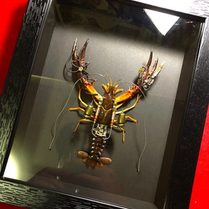Puede incluir: Un cangrejo de río de estilo steampunk enmarcado con acentos dorados y negros. El cangrejo de río está montado sobre un fondo negro y tiene una cubierta de vidrio.