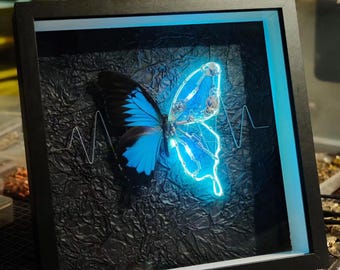 May include: A framed butterfly with blue and black wings, illuminated with a blue light, on a black background with a white EKG line.