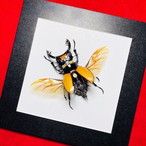 Puede incluir: Una obra de arte enmarcada que presenta un escarabajo detallado de estilo mecánico. El escarabajo tiene una cabeza y un cuerpo negros, con alas y detalles en naranja. Las alas son translúcidas con un patrón delicado. La obra está sobre un fondo blanco y enmarcada en negro.