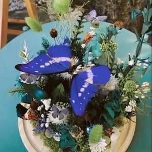 Puede incluir: Una mariposa azul con manchas blancas se muestra en una cúpula de vidrio con flores secas y vegetación. La cúpula está sobre una base de madera.