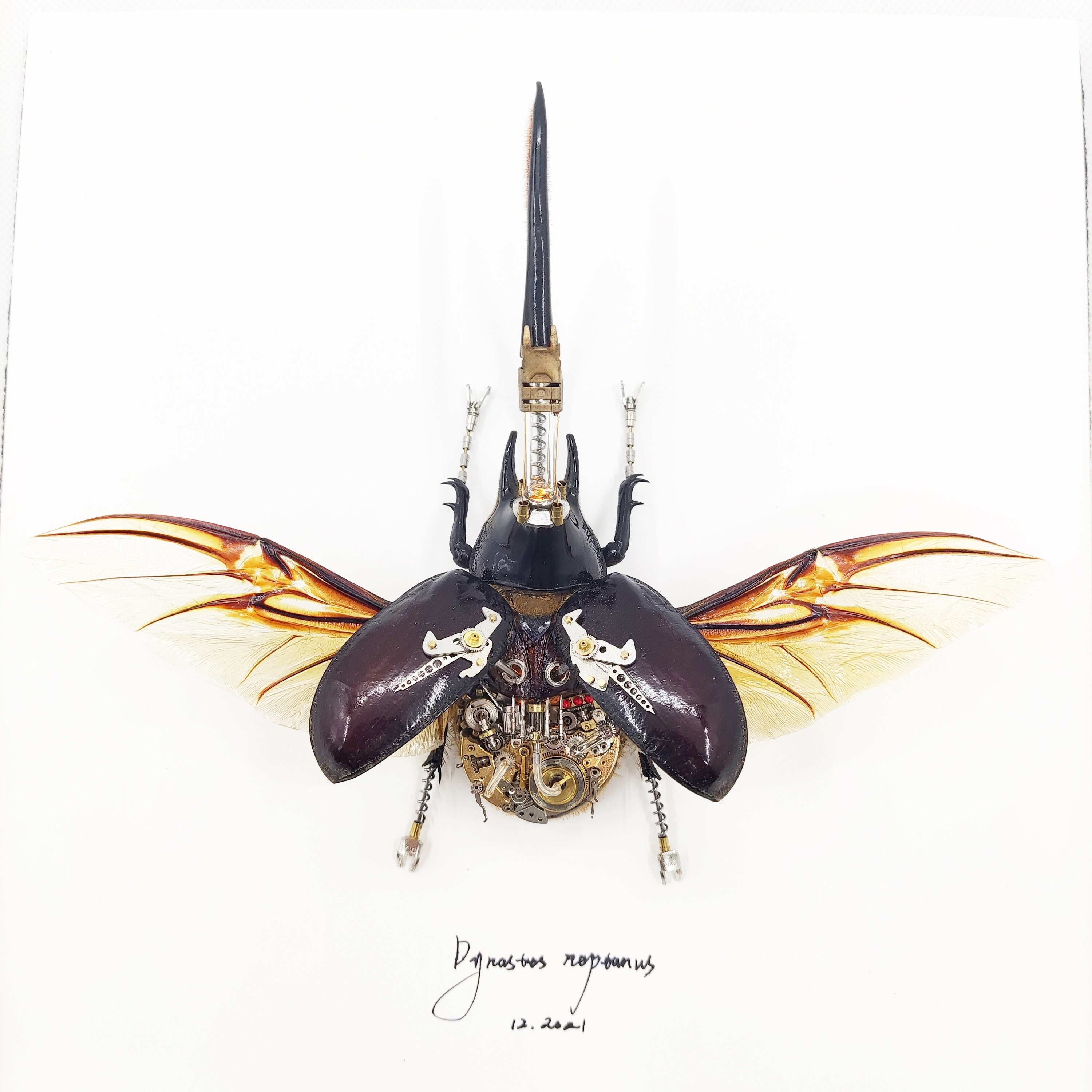 マレーオオナナフシ　昆虫標本 剥製 マレーオオナナフシ 標本 昆虫 - メルカリ