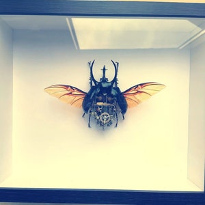 May include: A framed artwork featuring a black and brown beetle with intricate clockwork details and orange wings. The beetle is mounted in a glass display case.