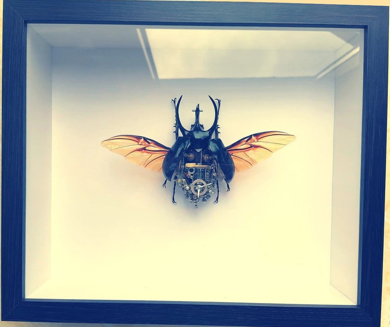 May include: A framed artwork featuring a black and brown beetle with intricate clockwork details and orange wings. The beetle is mounted in a glass display case.