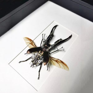 May include: A framed steampunk-style stag beetle with intricate metal gears and wings. The beetle is mounted on a white background.