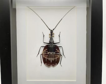 Steampunk Violin Fiddle Beetle Mormolyce Phyllodes Insect Machine Sculpture Clockwork Wall Decor Ornament Gift for Violin Players Lovers Art