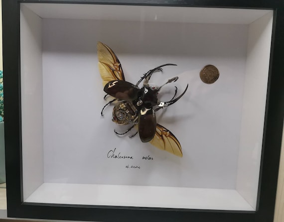 スチームパンク サイボーグ メカニカル ビートル 昆虫 虫 ファンタジー