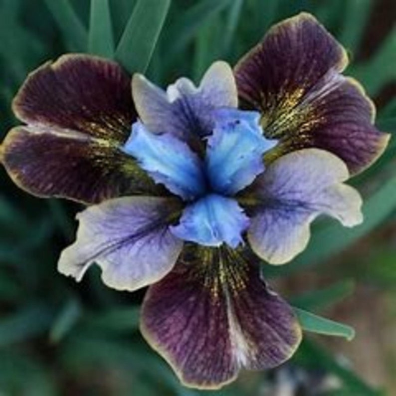 SUPERSIZED �Black Joker� Siberian Iris Dramatic Etsy